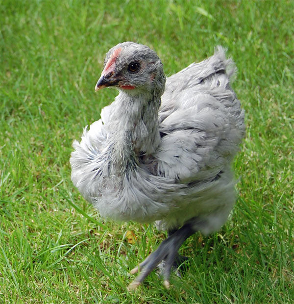 Lavender Orpington (FEMALE)