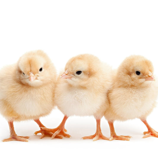 American Bresse (straight run)