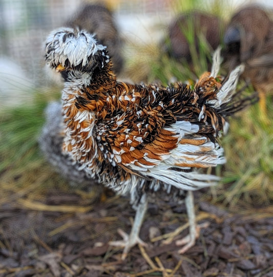 Polish Tolbunt Frizzle/Smooth (straight run)