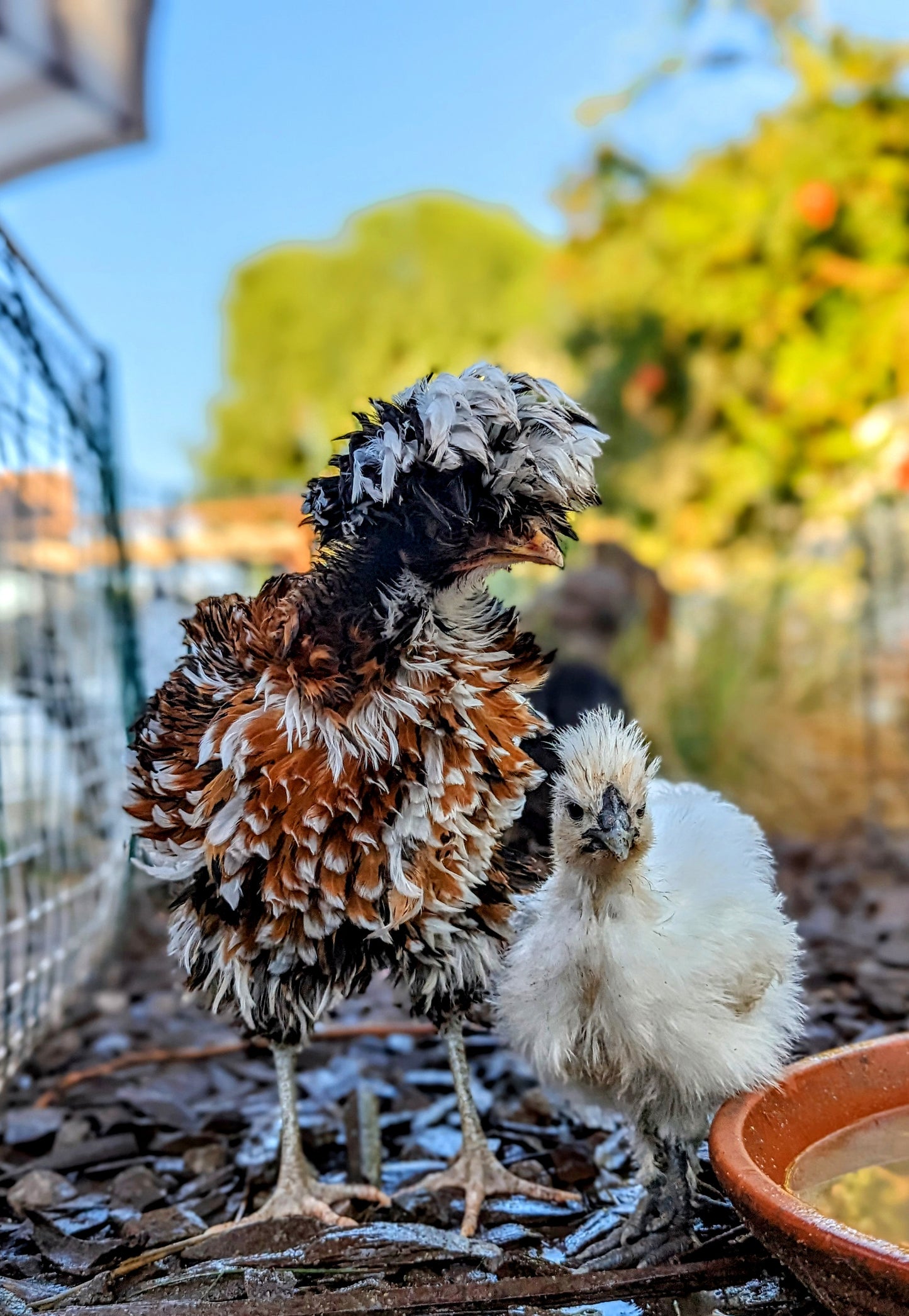 Polish Tolbunt Frizzle/Smooth (straight run)