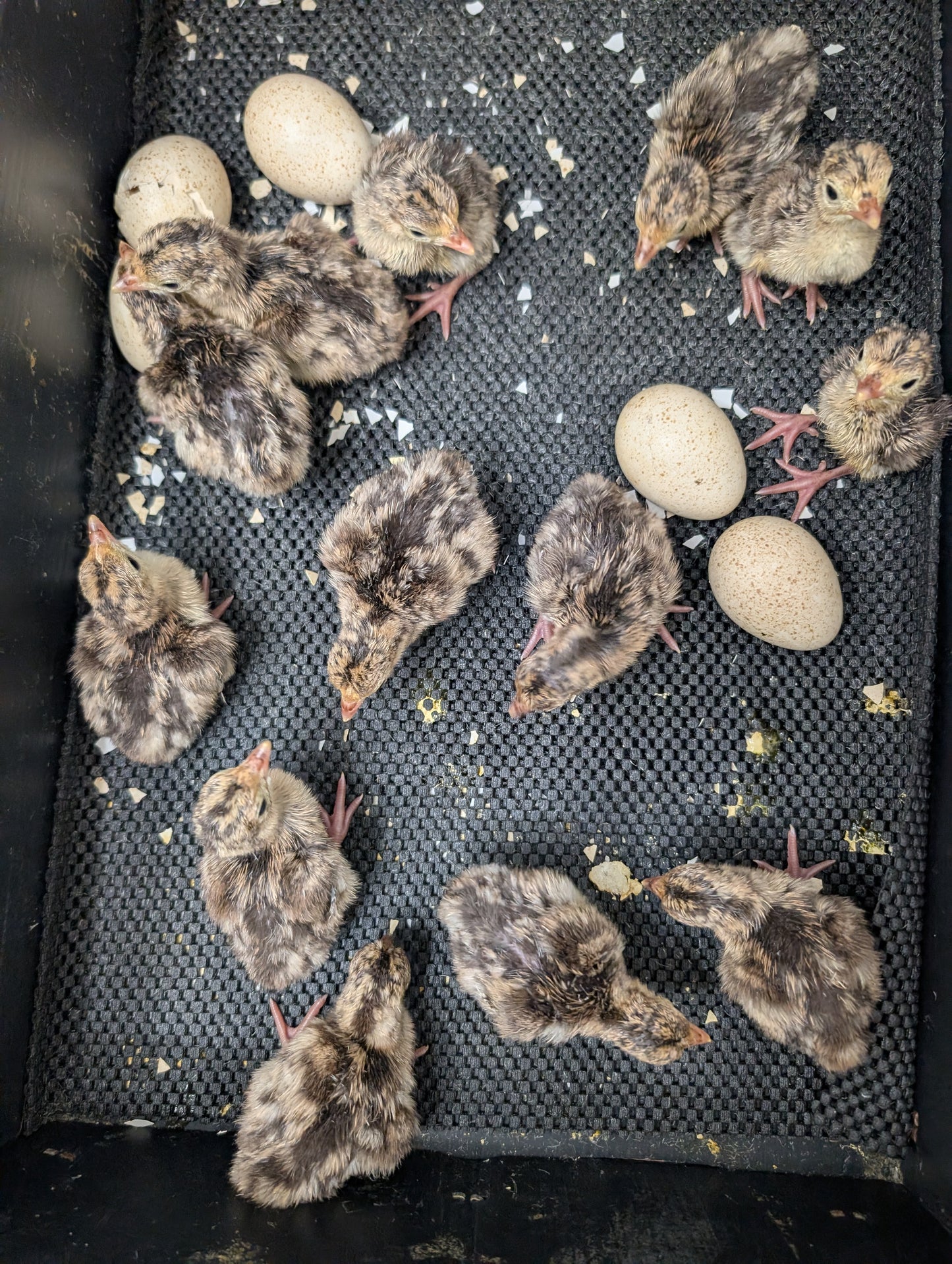 Heritage Narragansett Turkey