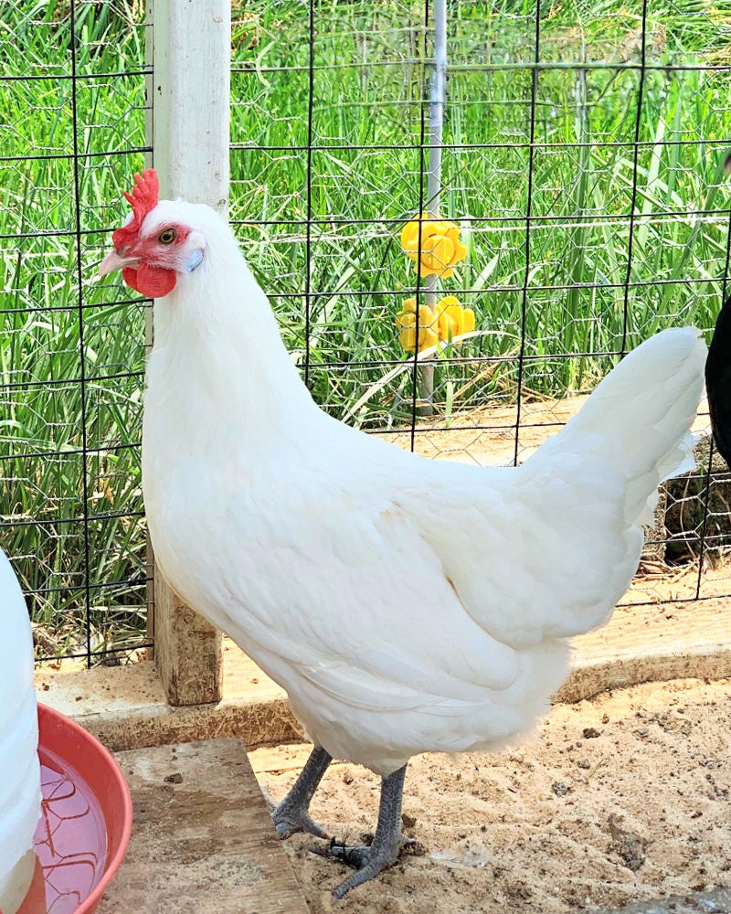 American Bresse (straight run)