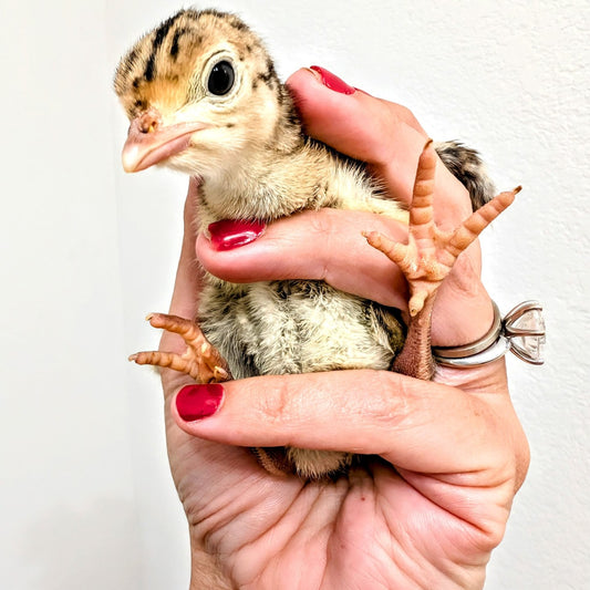 Heritage Narragansett Turkey