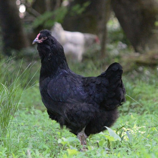 Onyx Olive Egger (FEMALE)