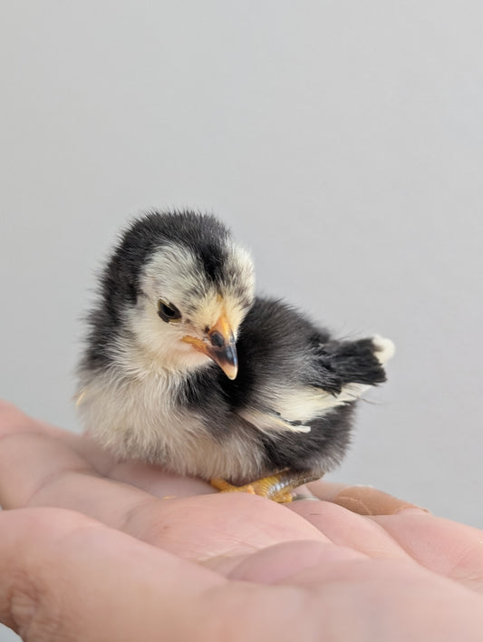 Seramas (Straight Run)