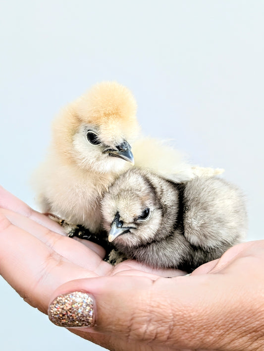 Silkies (straight run) 12/20/25