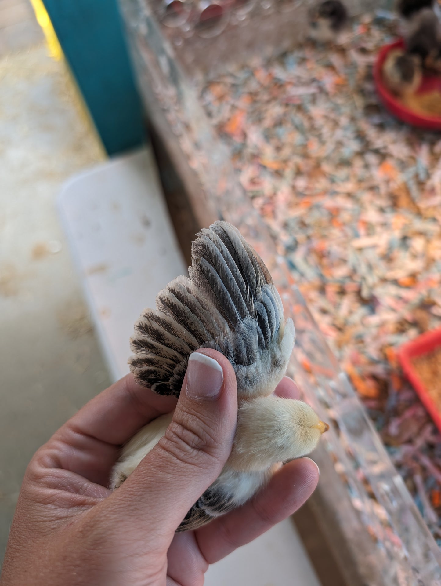 Seramas (Straight Run)