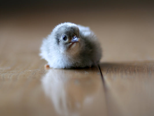 Lavender Orpington (FEMALE)