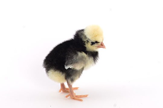 White Crested Black Polish (FEMALE) 11/22