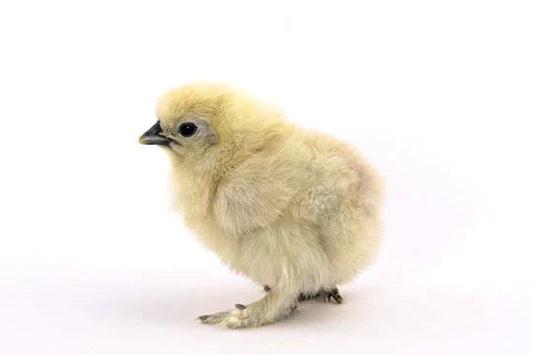 Hatchery Choice Silkies (pick up 10/25/25)