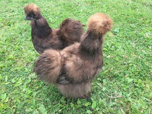 Silkies (pick up 12/5/24)