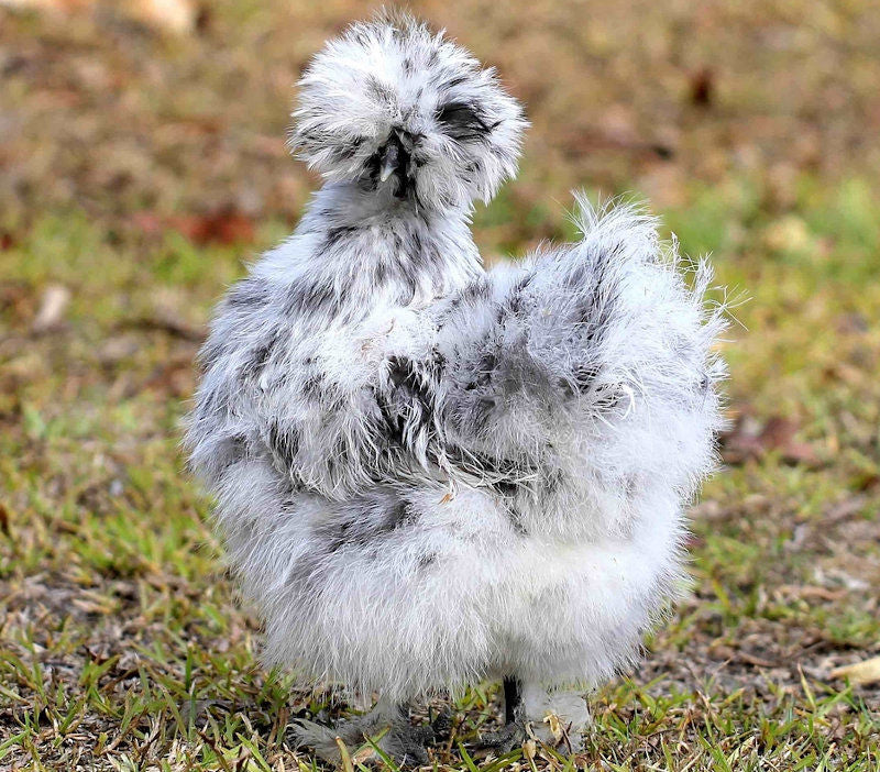 Silkies (pick up 12/5/24)