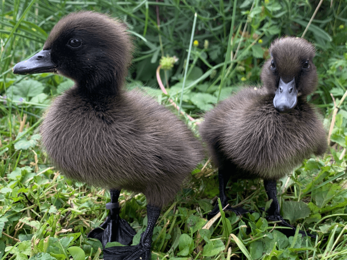 Cayuga Ducklings (straight run) pick up 10/23