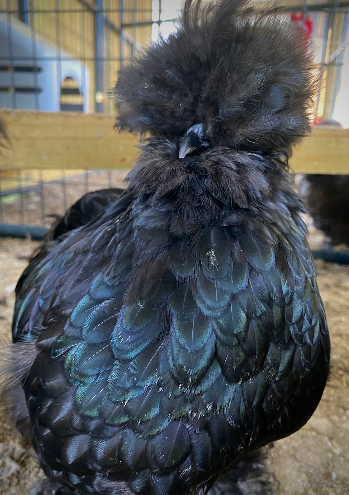 Silkies (pick up 12/5/24)