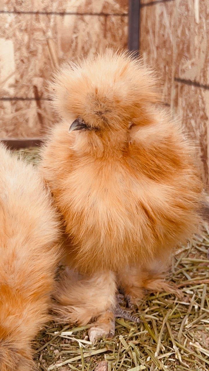 Silkies (pick up 12/5/24)