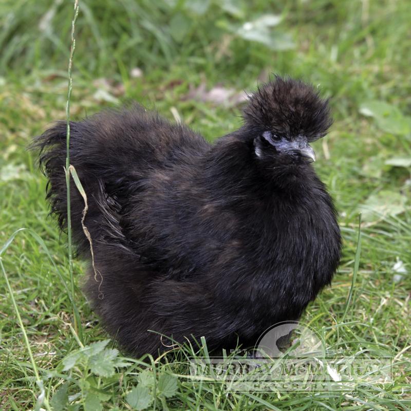 Silkies (pick up 12/5/24)