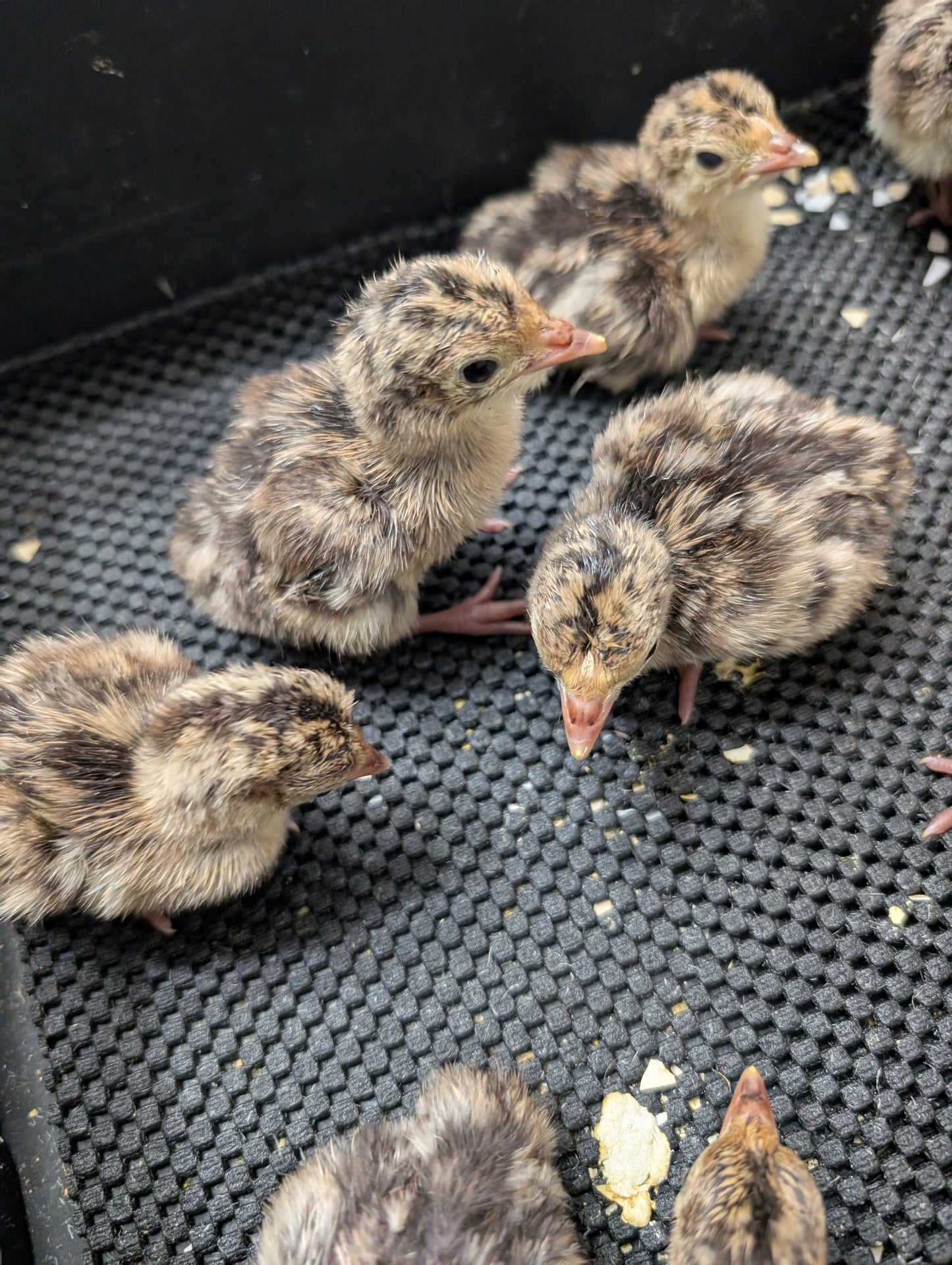 Heritage Narragansett Turkey Poults (pick up today)