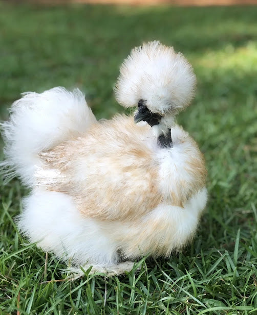 Silkies (pick up 12/5/24)