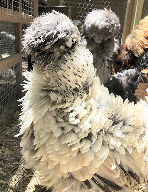 Silkies (pick up 12/5/24)