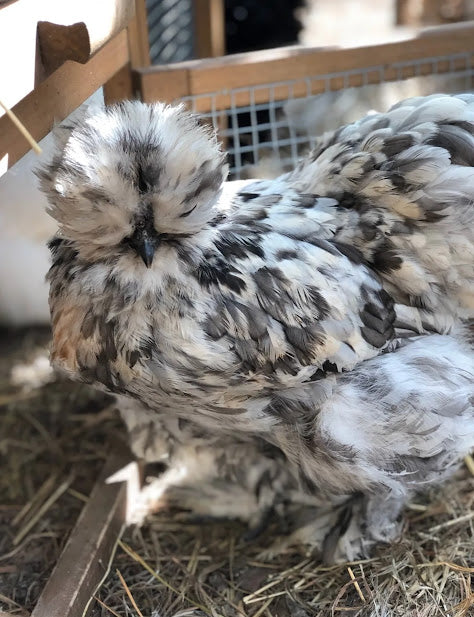 Silkies (pick up 12/5/24)