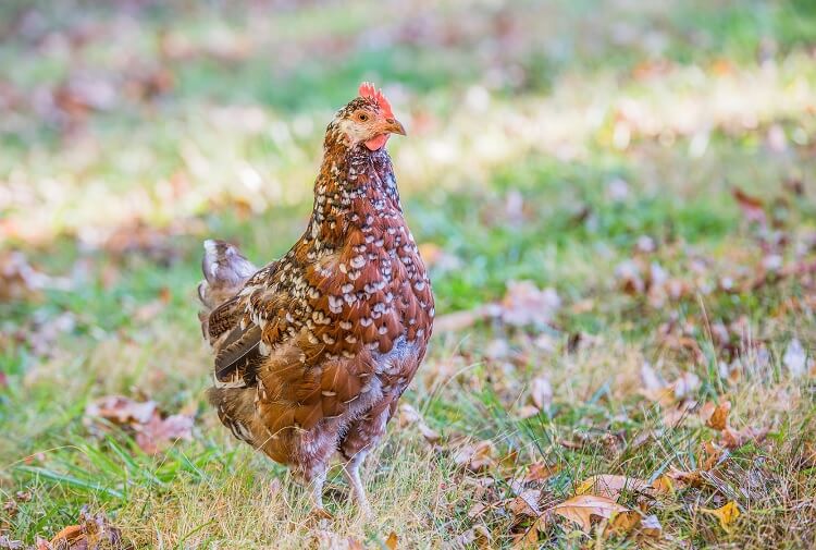 Speckled Sussex (FEMALE) 11/22