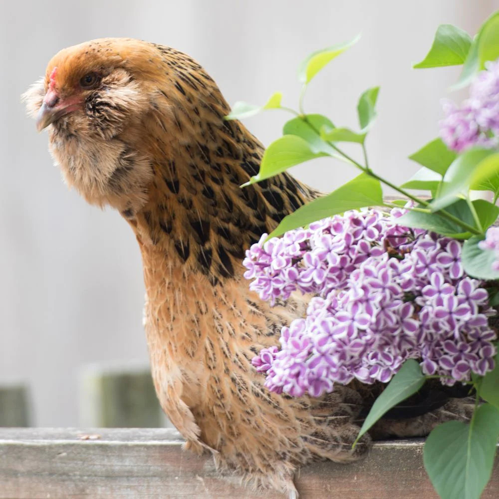 Ameraucana (FEMALE) 11/22