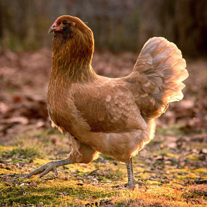 Ameraucana (FEMALE) 11/22