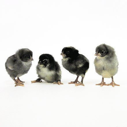 Black Australorp (FEMALE) pick up 11/8/25