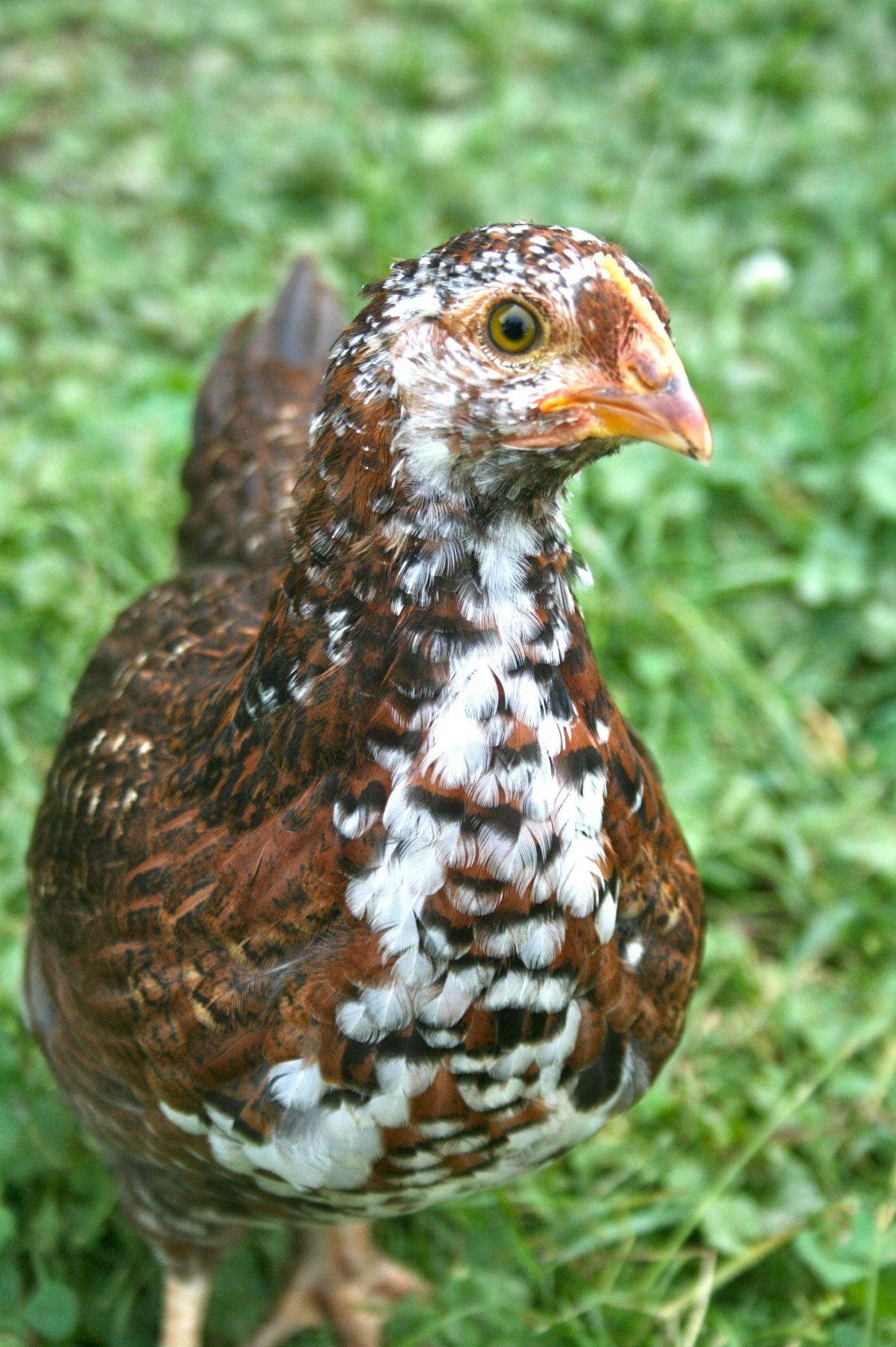 Speckled Sussex (FEMALE) 11/22