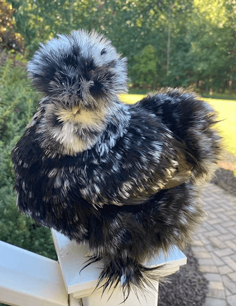 Silkies (pick up 12/5/24)