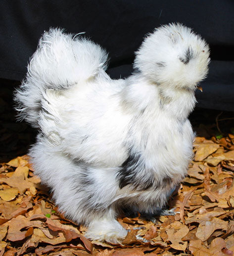 Silkies (pick up 12/5/24)