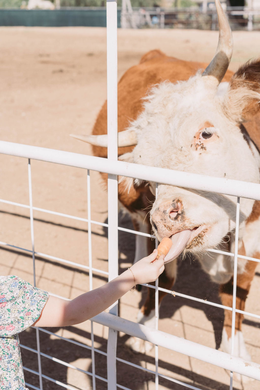 Birthday Farm Party 🥳