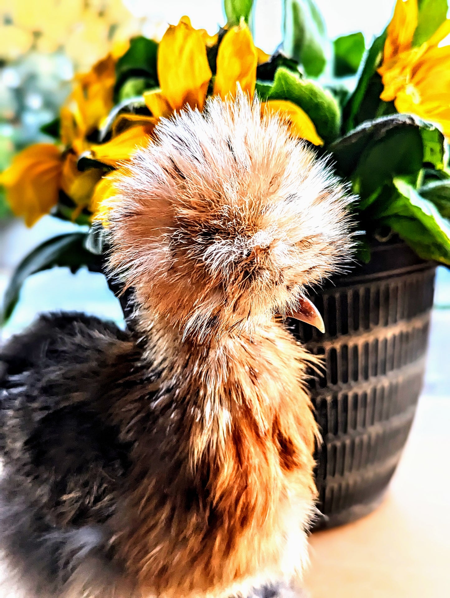 Silkies (pick up 12/5/24)