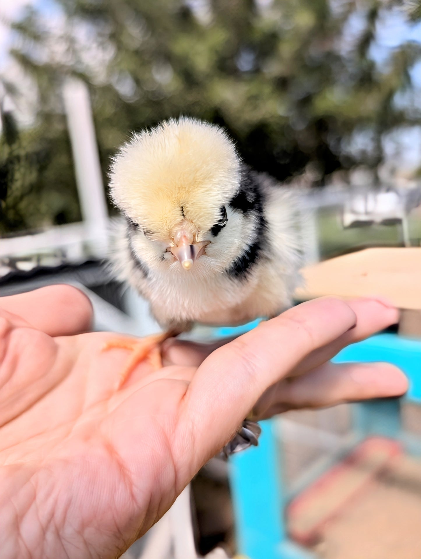 Mottled Houdan (FEMALE) 11/22