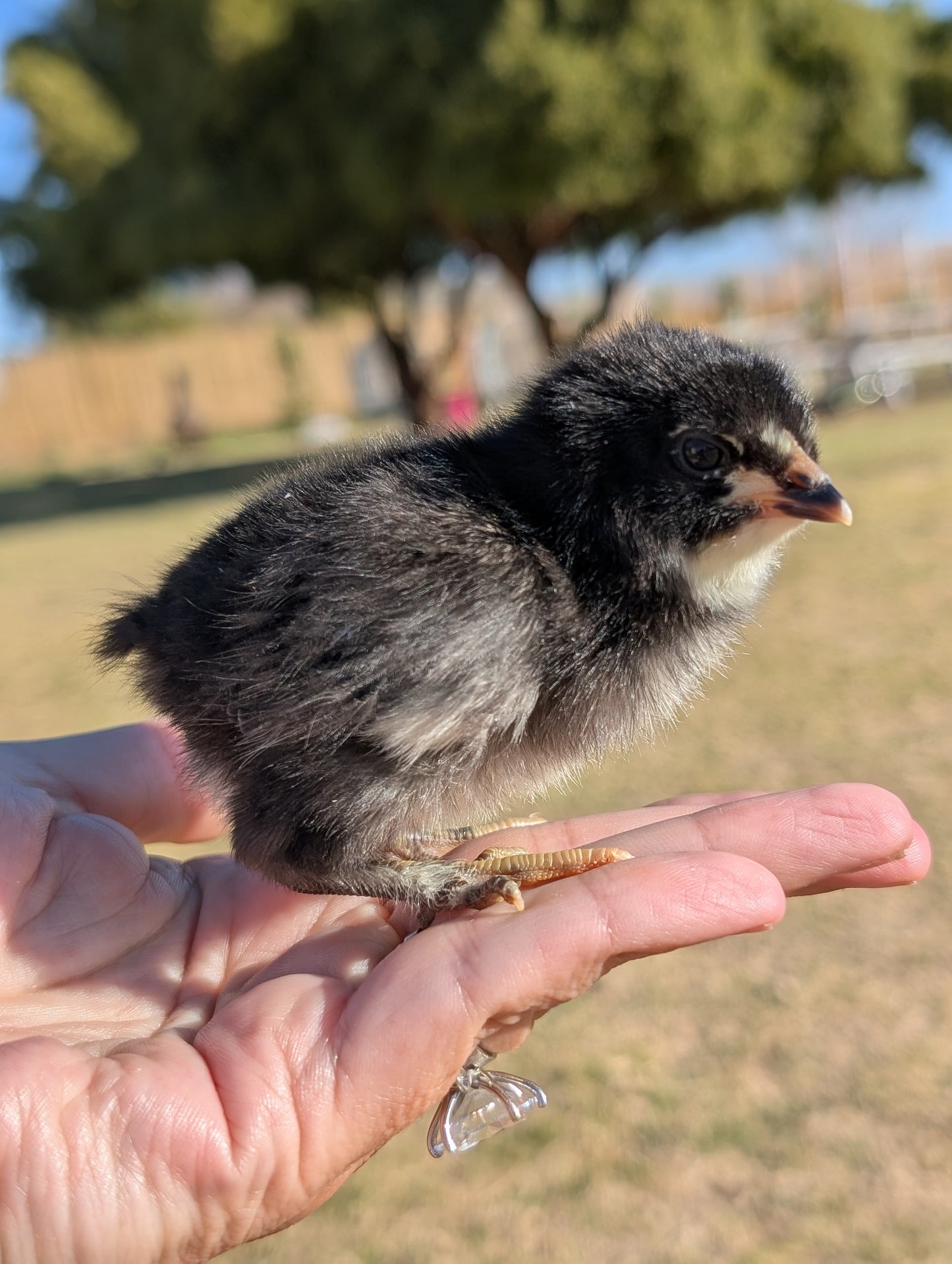 Barnyard Mix! FUN COLORED EGG LAYERS