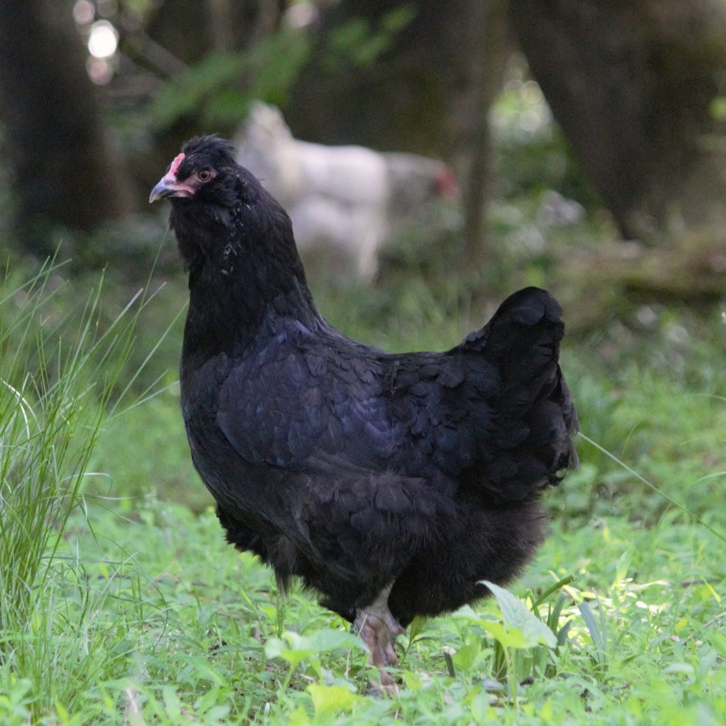 Black Onyx Olive Egger (FEMALE)