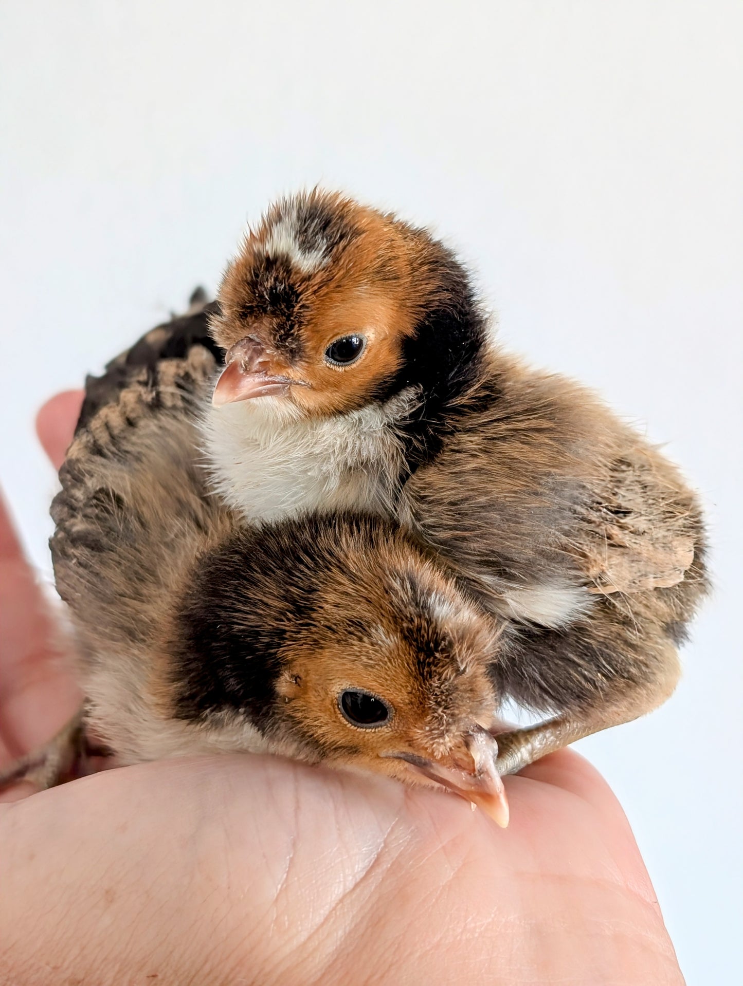 Polish Tolbunt Frizzle/Smooth (straight run)