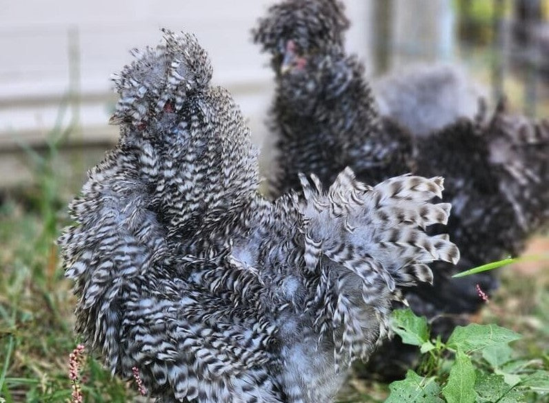 Silkies (pick up 12/5/24)