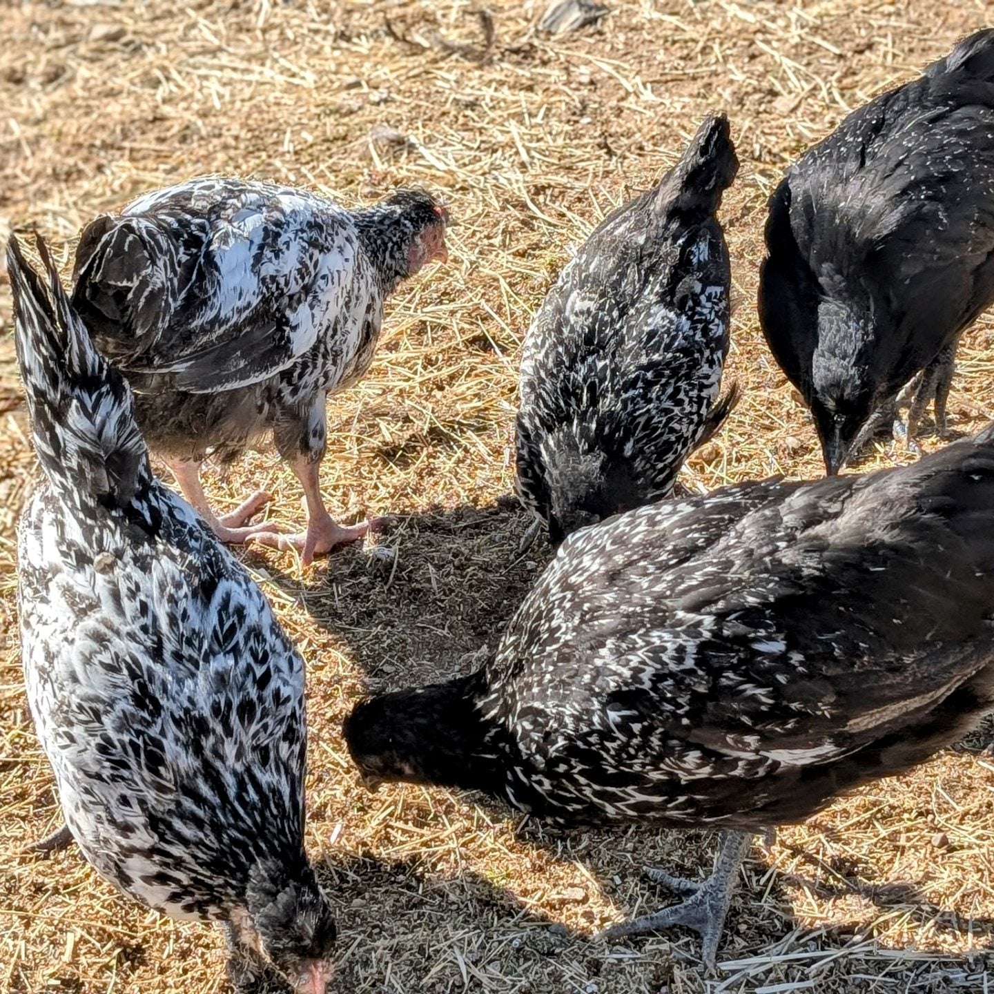 Barnyard Mix! FUN COLORED EGG LAYERS