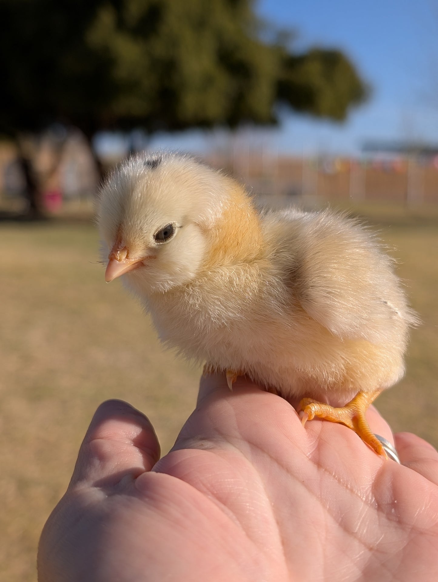 Barnyard Mix! FUN COLORED EGG LAYERS