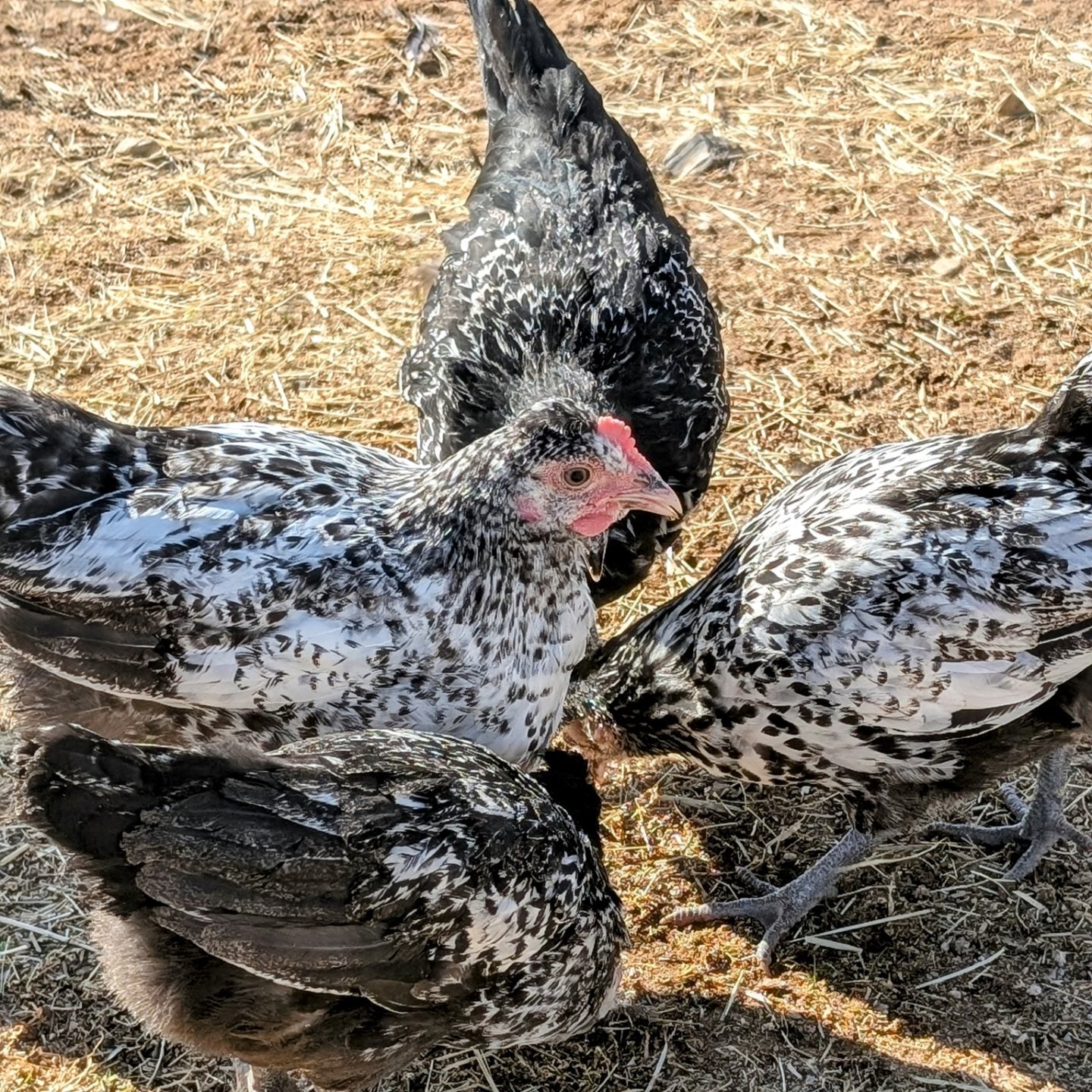 Barnyard Mix! FUN COLORED EGG LAYERS