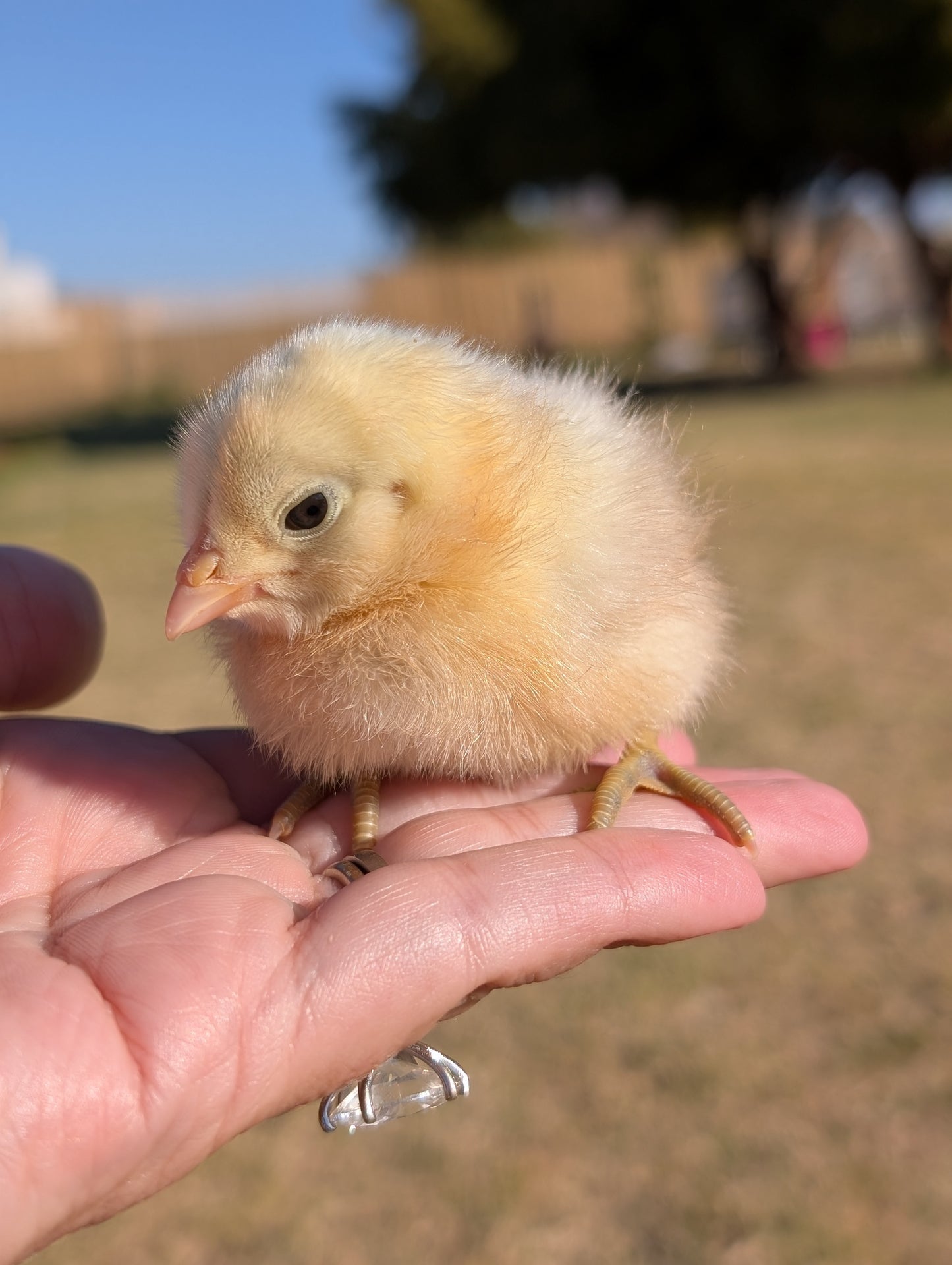 Barnyard Mix! FUN COLORED EGG LAYERS