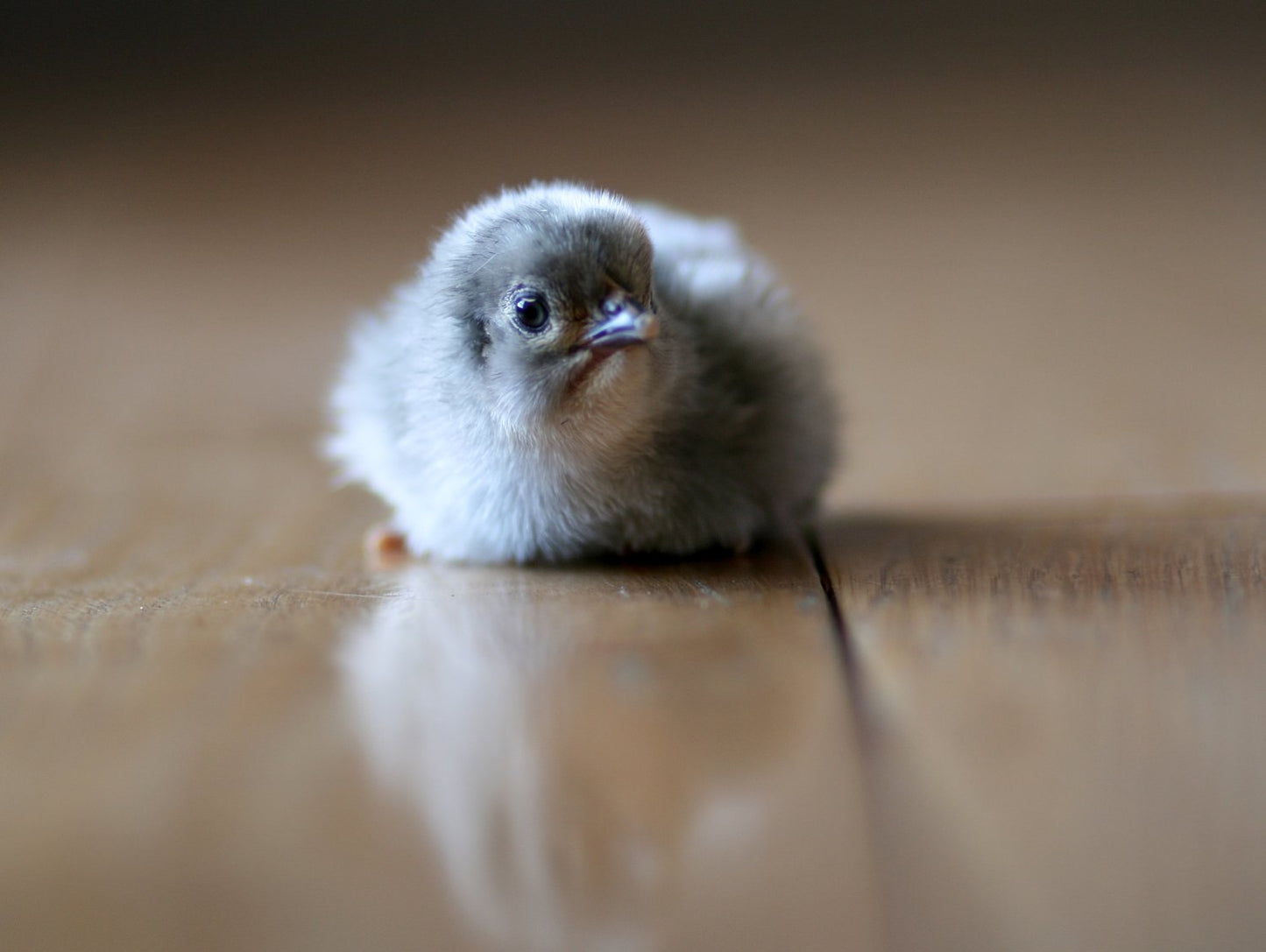 Lavender Orpington (FEMALE)